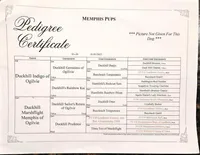 Maggie, a female Labrador Retriever for sale in Carson City, MI – Photo 4 of 6