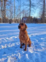 Maggie, a female Labrador Retriever for sale in Carson City, MI – Photo 2 of 6