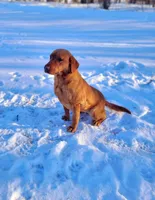 Maggie, a female Labrador Retriever for sale in Carson City, MI – Photo 1 of 6