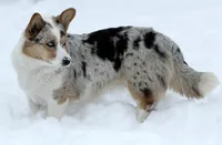 POET, a female Cardigan Welsh Corgi for sale in Carson City, MI – Photo 4 of 5