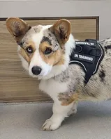 POET, a female Cardigan Welsh Corgi for sale in Carson City, MI – Photo 3 of 5