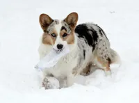 POET, a female Cardigan Welsh Corgi for sale in Carson City, MI – Photo 2 of 5