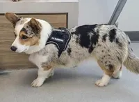 POET, a female Cardigan Welsh Corgi for sale in Carson City, MI – Photo 1 of 5