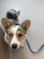 POET, a female Cardigan Welsh Corgi for sale in Carson City, MI – Photo 5 of 5