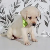 GREEN COLLAR, a male Labrador Retriever for sale in Carson City, MI – 3 of 5