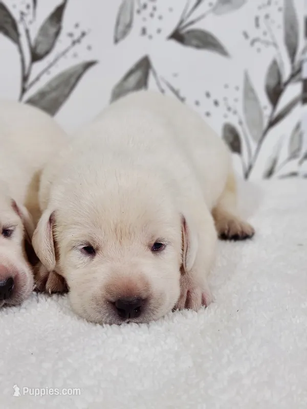 WHITE ENGLISH LAB PUPPY – Labrador Retriever puppy for sale in Carson City, MI