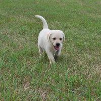 AKC GUNNER, a male Labrador Retriever for sale in Carson City, MI – 6 of 7