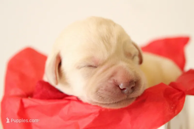 FULL ENGLISH LAB PUPS