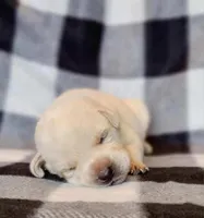 FULL ENGLISH LAB PUPPY, a female Labrador Retriever for sale in Carson City, MI – Photo 3 of 5