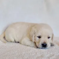FULL ENGLISH LAB PUPPY(GREEN COLLAR), a male Labrador Retriever for sale in Carson City, MI – Photo 2 of 8