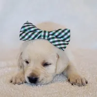 FULL ENGLISH LAB PUPPY(GREEN COLLAR), a male Labrador Retriever for sale in Carson City, MI – Photo 6 of 8