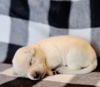 FULL ENGLISH LAB PUPPY, a female Labrador Retriever for sale in Carson City, MI – Photo 2 of 5