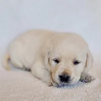 FULL ENGLISH LAB PUPPY(GREEN COLLAR), a male Labrador Retriever for sale in Carson City, MI – Photo 5 of 8