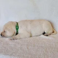 FULL ENGLISH LAB PUPPY(GREEN COLLAR), a male Labrador Retriever for sale in Carson City, MI – Photo 4 of 8