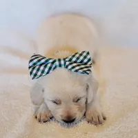 FULL ENGLISH LAB PUPPY(GREEN COLLAR), a male Labrador Retriever for sale in Carson City, MI – Photo 3 of 8