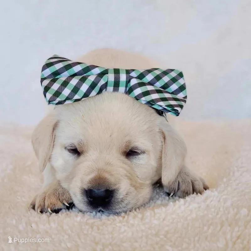 FULL ENGLISH LAB PUPPY(GREEN COLLAR), a male Labrador Retriever for sale in Carson City, MI – Photo 1 of 8