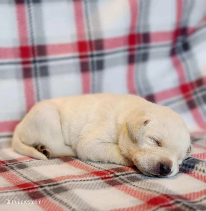 FULL ENGLISH LAB PUPPY