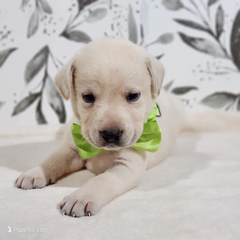 AKC GREEN COLLAR – Labrador Retriever puppy for sale in Carson City, MI