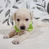 AKC GREEN COLLAR, a male Labrador Retriever for sale in Carson City, MI – 1 of 2