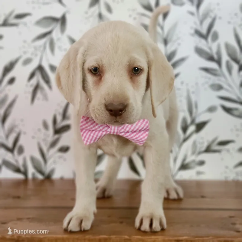 BERETTA (FULL ENGLISH) – Labrador Retriever puppy for sale in Carson City, MI