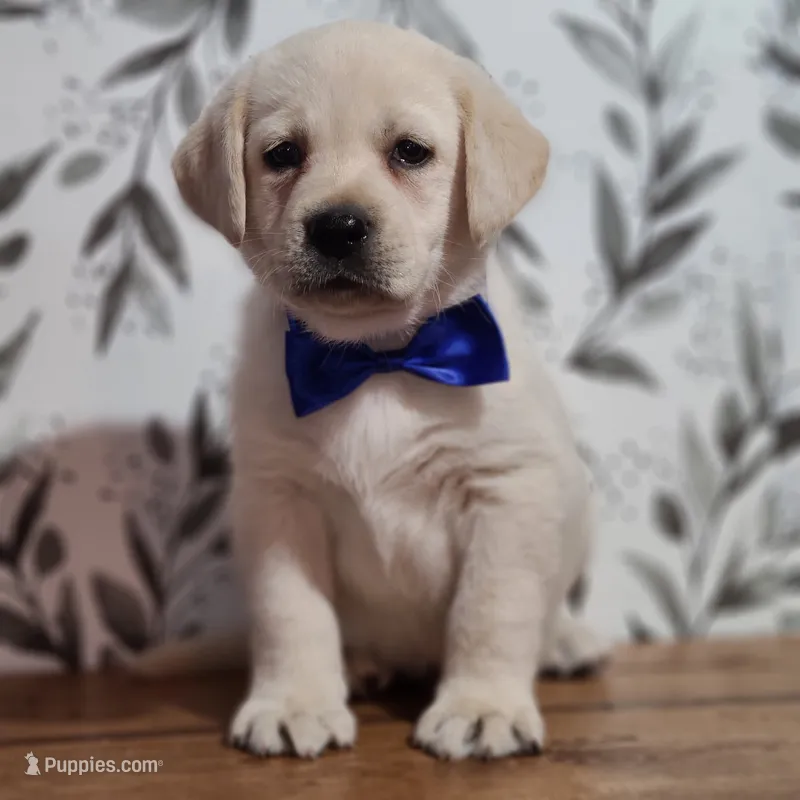Blue collar  – Labrador Retriever puppy for sale in Carson City, MI