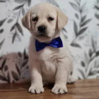 Blue collar , a male Labrador Retriever for sale in Carson City, MI – 1 of 4