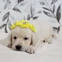 YELLOW COLLAR (FULL ENGLISH), a female Labrador Retriever for sale in Carson City, MI – 1 of 2