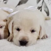 WHITE ENGLISH LAB PUPPY, a female Labrador Retriever for sale in Carson City, MI – 1 of 3
