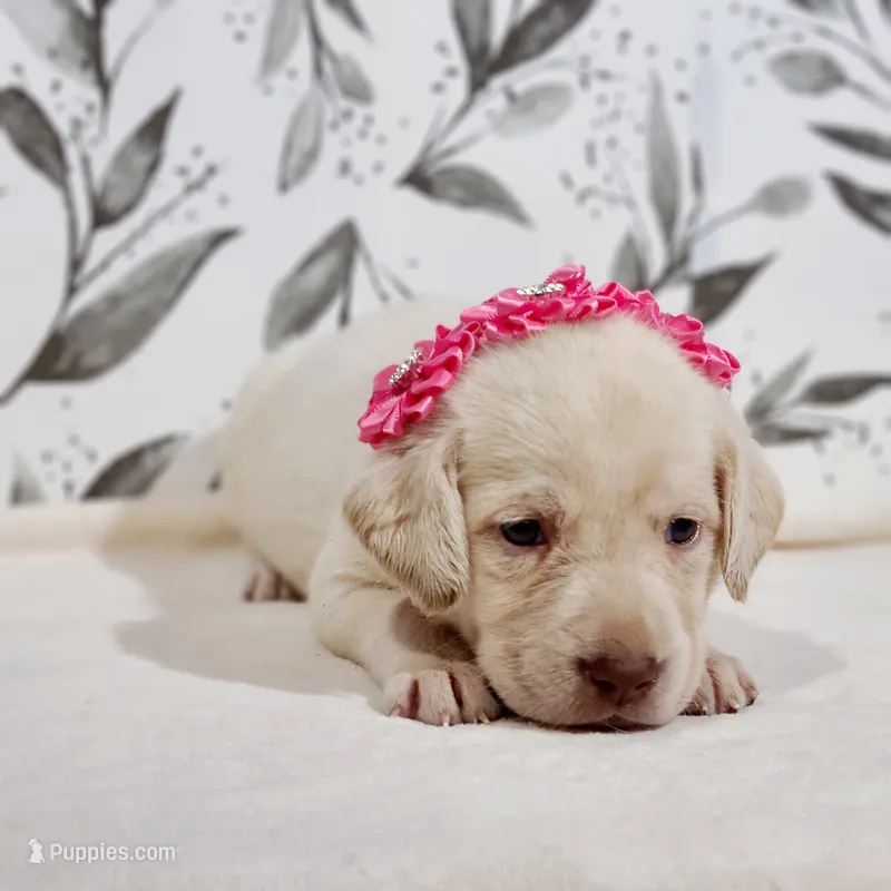 AKC PINK COLLAR – Labrador Retriever puppy for sale in Carson City, MI
