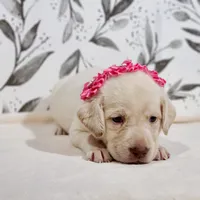 AKC PINK COLLAR, a female Labrador Retriever for sale in Carson City, MI – 1 of 2