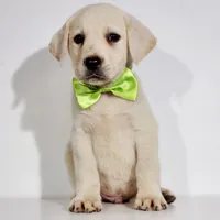 AKC FINN, a male Labrador Retriever for sale in Carson City, MI – 2 of 7