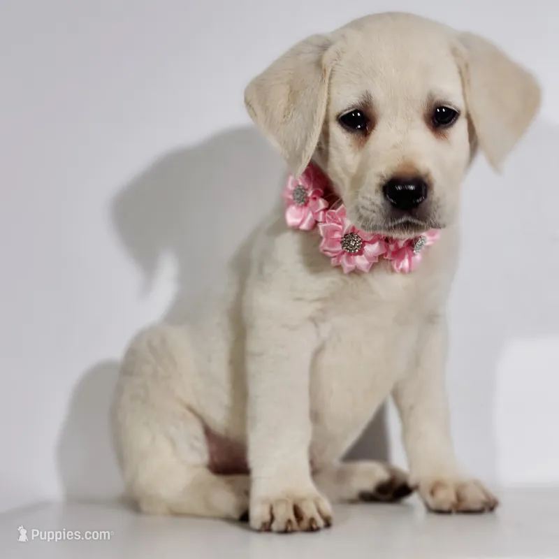 LIGHT PINK COLLAR (FULL ENGLISH) – Labrador Retriever puppy for sale in Carson City, MI