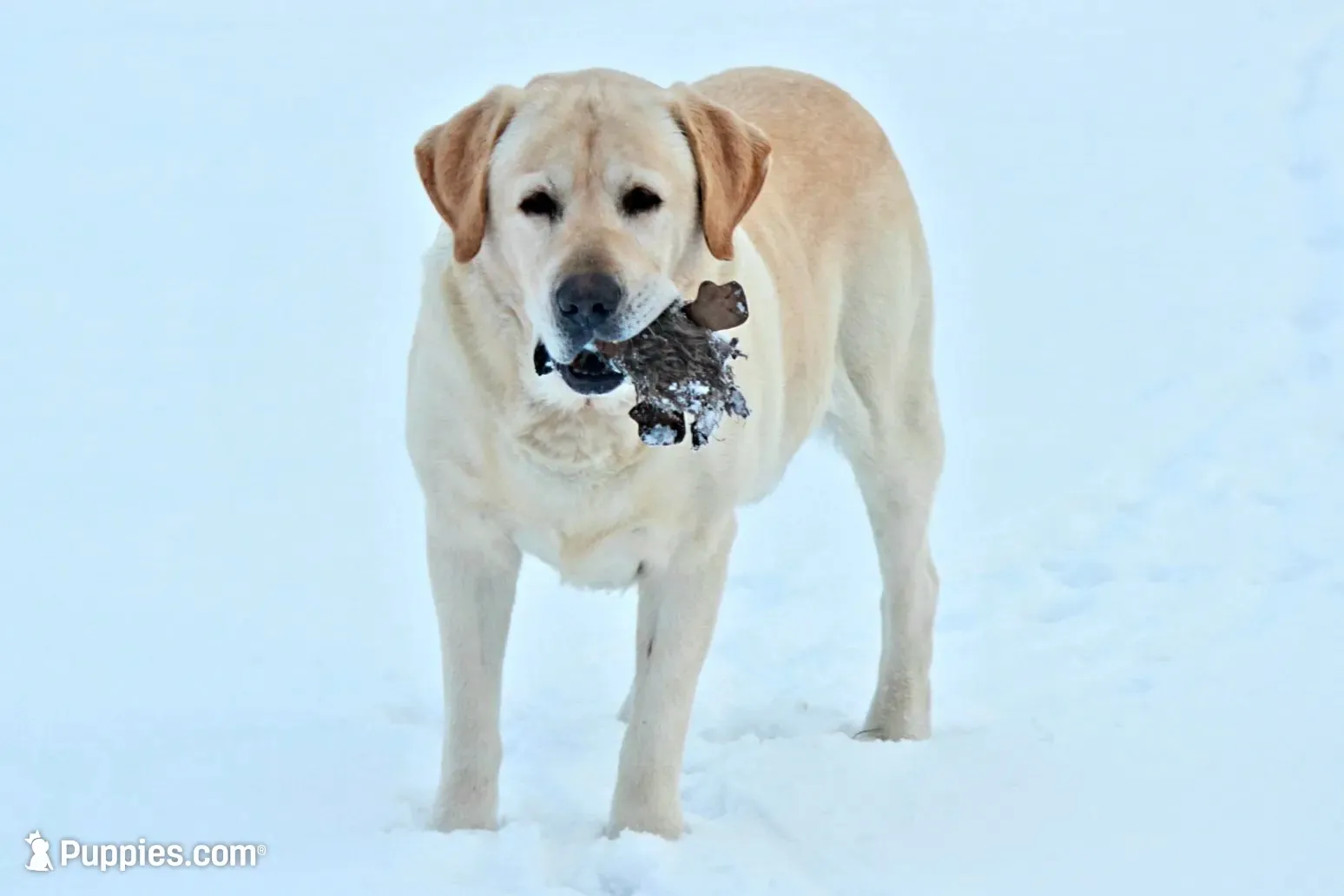 FULL ENGLISH AKC HUNTER, a male Labrador Retriever for sale in Carson City, MI – 9 of 9