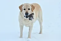 Orange Collar, a male Labrador Retriever for sale in Carson City, MI – 4 of 5