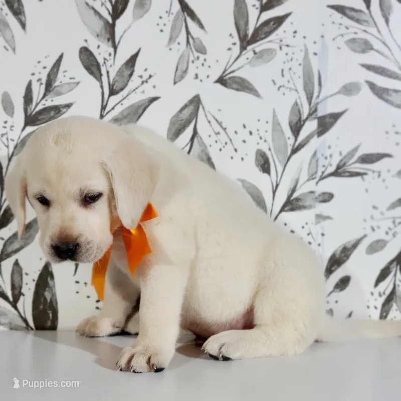 FULL ENGLISH ORANGE COLLAR – Labrador Retriever puppy for sale in Carson City, MI