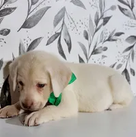 DARK GREEN COLLAR(FULL ENGLISH), a male Labrador Retriever for sale in Carson City, MI – 3 of 5