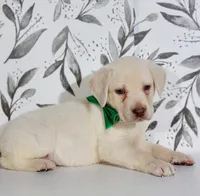 DARK GREEN COLLAR(FULL ENGLISH), a male Labrador Retriever for sale in Carson City, MI – 4 of 5