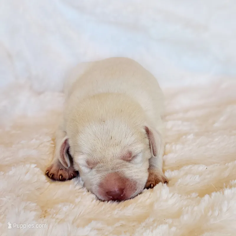 ENGLISH LAB PUPPY – Labrador Retriever puppy for sale in Carson City, MI