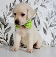 GREEN COLLAR, a male Labrador Retriever for sale in Carson City, MI – 4 of 5
