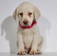 BERETTA (FULL ENGLISH), a female Labrador Retriever for sale in Carson City, MI – 2 of 4