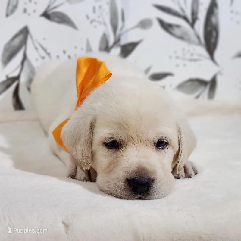 FULL ENGLISH LABRADOR PUPPY – Labrador Retriever puppy for sale in Carson City, MI