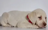 BERETTA (FULL ENGLISH), a female Labrador Retriever for sale in Carson City, MI – 3 of 4