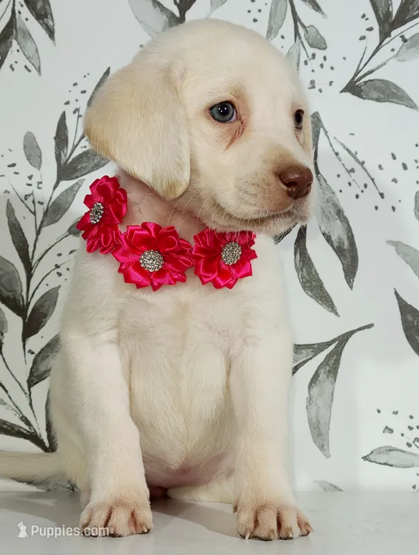 PINK COLLAR – Labrador Retriever puppy for sale in Carson City, MI