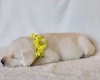 FULL ENGLISH YELLOW COLLAR FEMALE, a female Labrador Retriever for sale in Carson City, MI – Photo 2 of 6