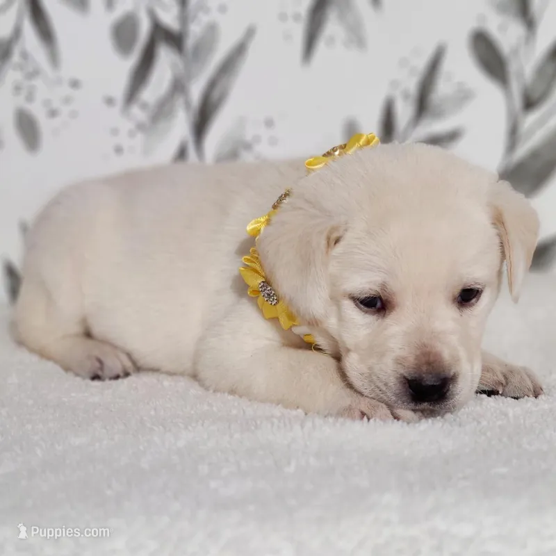 FULL ENGLISH YELLOW COLLAR FEMALE – Labrador Retriever puppy for sale in Carson City, MI