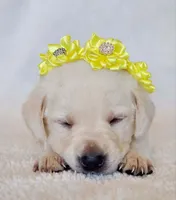 FULL ENGLISH YELLOW COLLAR FEMALE, a female Labrador Retriever for sale in Carson City, MI – Photo 5 of 6