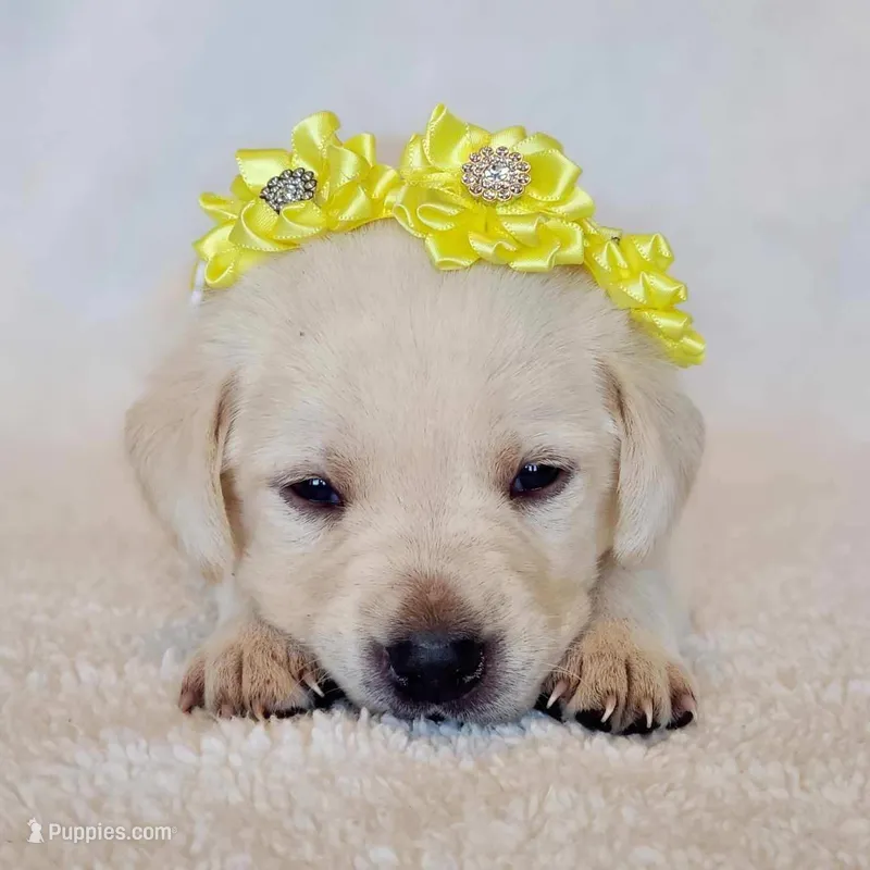 FULL ENGLISH YELLOW COLLAR FEMALE, a female Labrador Retriever for sale in Carson City, MI – Photo 1 of 6