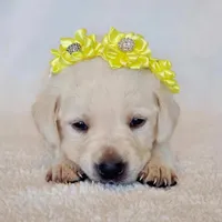 FULL ENGLISH YELLOW COLLAR FEMALE, a female Labrador Retriever for sale in Carson City, MI – Photo 1 of 6