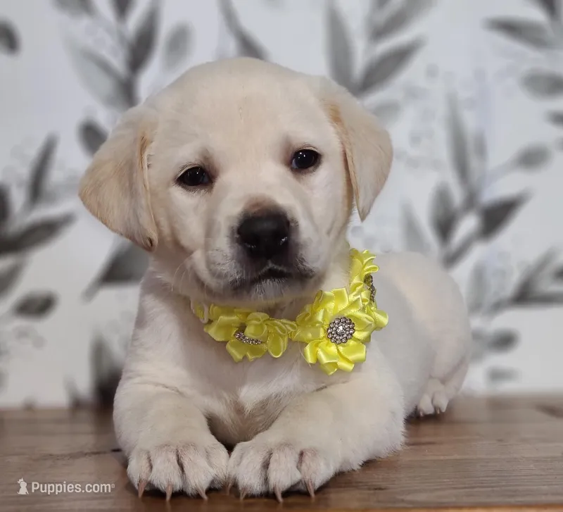 FULL ENGLISH YELLOW COLLAR FEMALE – Labrador Retriever puppy for sale in Carson City, MI