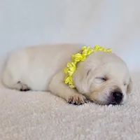 FULL ENGLISH YELLOW COLLAR FEMALE, a female Labrador Retriever for sale in Carson City, MI – Photo 4 of 6